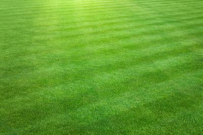 Lawn in Summer