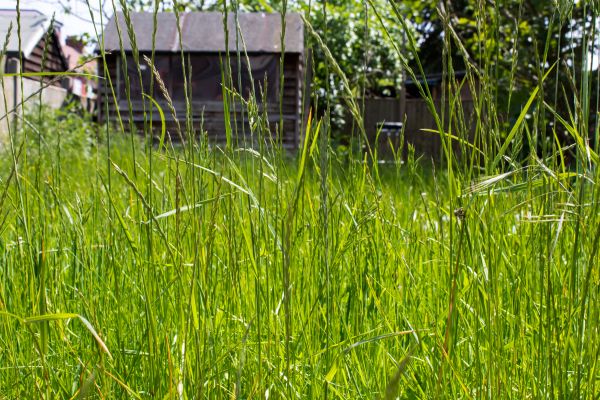 Cost of Overgrown Lawn Trimming in Clearfield