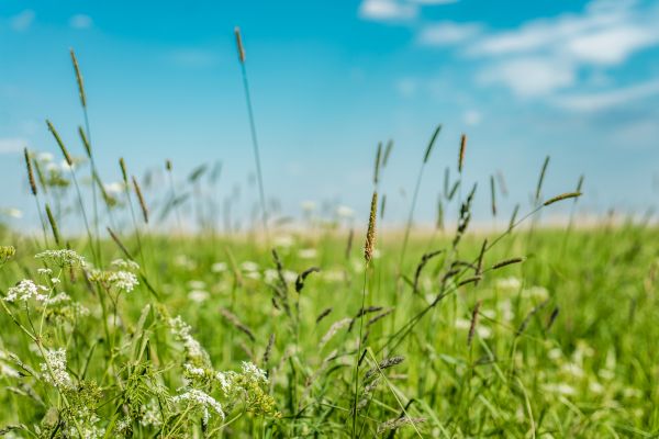 Cost of High Grass Trimming in Clearfield